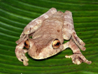 Tree frog (Anura: Hylidae: Agalychnis sp.; French Guiana)